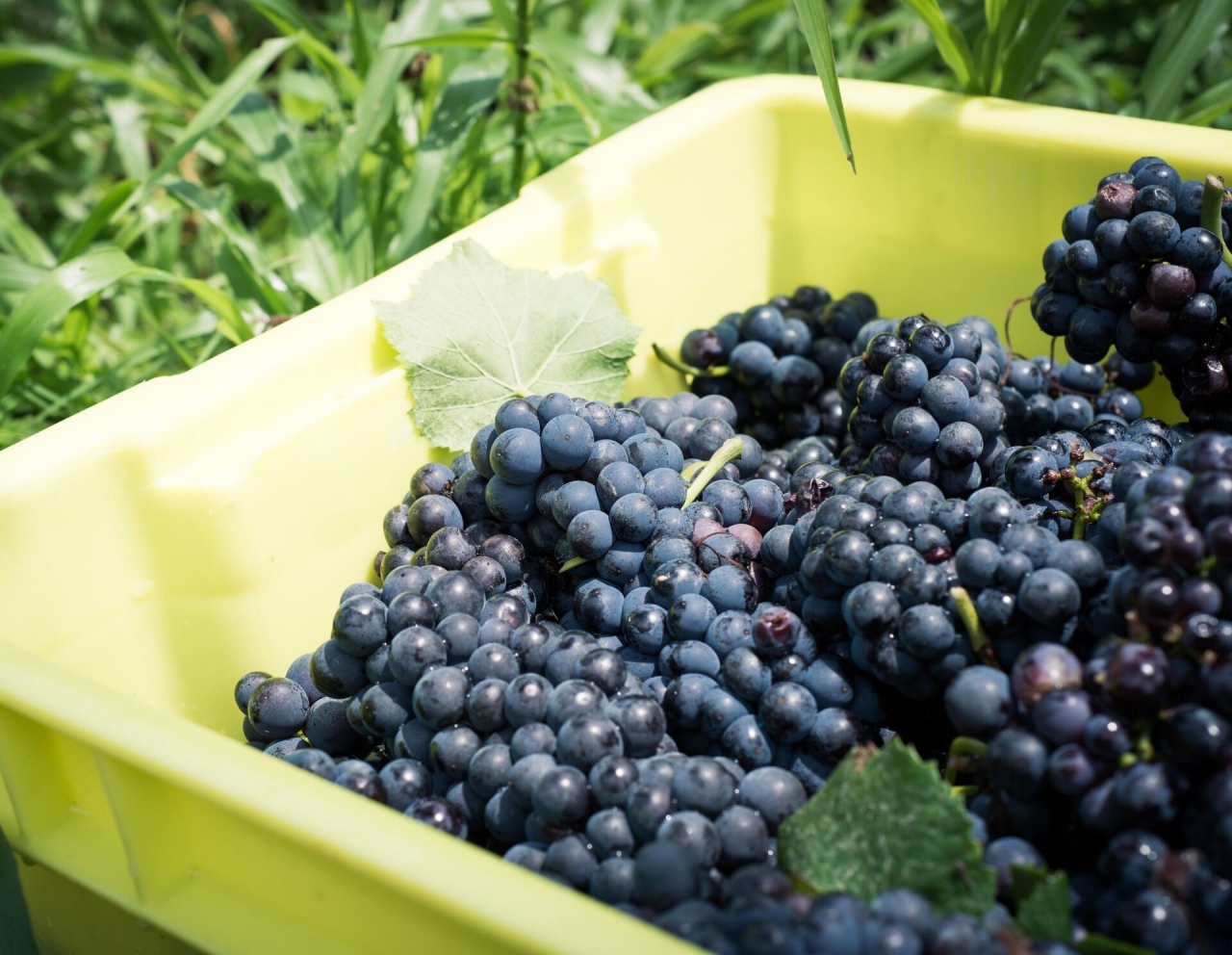 A crate of grapes on a lawn